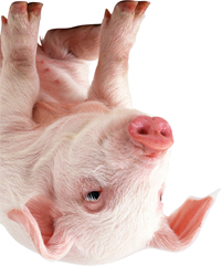 pig_inv_x200