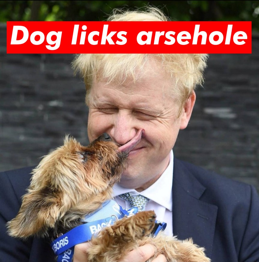 dog-licks-arsehole
